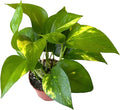 Pothos Live Indoor Plant, 4 inch Pot, Variegated White and Green Leaves - Easy to Care for - Perfect for Indoor and Outdoor Home Decor, Office, and Gift (Golden Pothos)