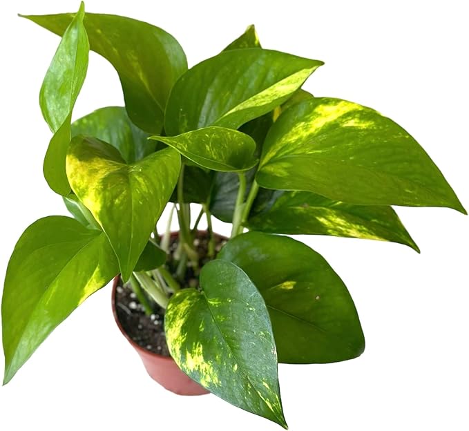 Pothos Live Indoor Plant, 4 inch Pot, Variegated White and Green Leaves - Easy to Care for - Perfect for Indoor and Outdoor Home Decor, Office, and Gift (Golden Pothos)