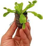 ragnaroc Dionaea Muscipula 2-4" (Venus Fly Trap) 4ct – Live Plant for Indoor Outdoor Use, Carnivorous Plants – Live Arrival Guaranteed