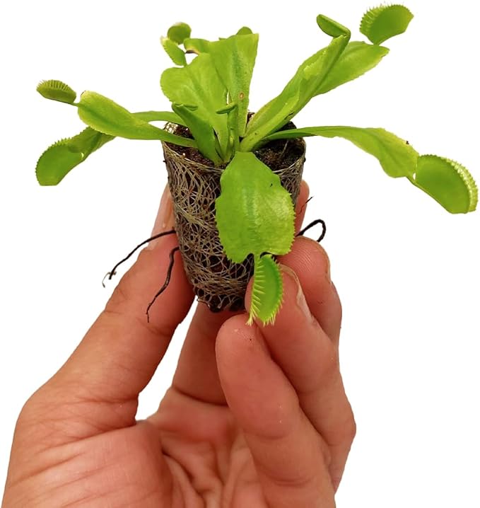 ragnaroc Dionaea Muscipula 2-4" (Venus Fly Trap) 2ct – Live Plant for Indoor Outdoor Use, Carnivorous Plants – Live Arrival Guaranteed