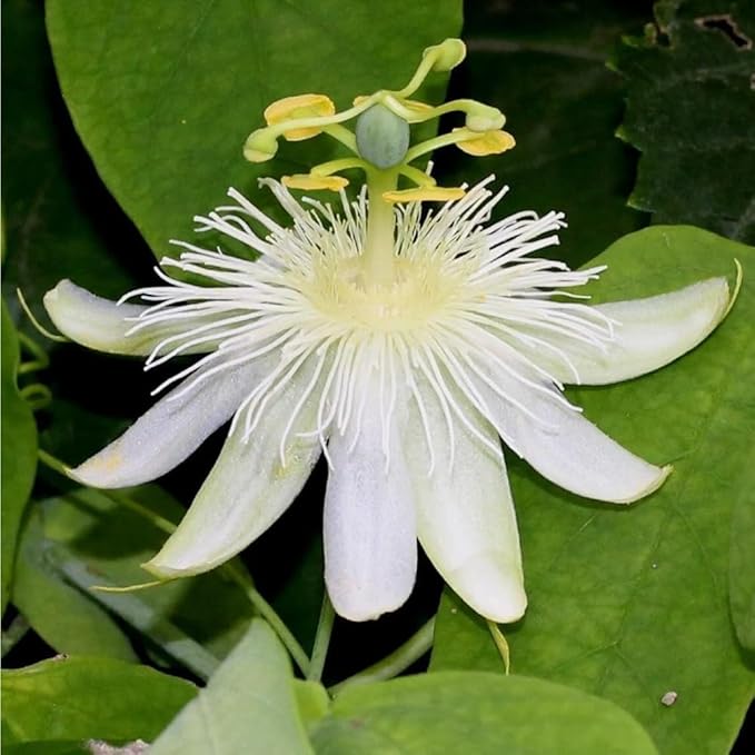50+ Mixed Passion Flower Seeds-Vine Perennial Passionflower Seeds for Planting -Edible Fruit Passiflora Incarnata Seed Non-GMO Heirloom for Home Outdoor Garden