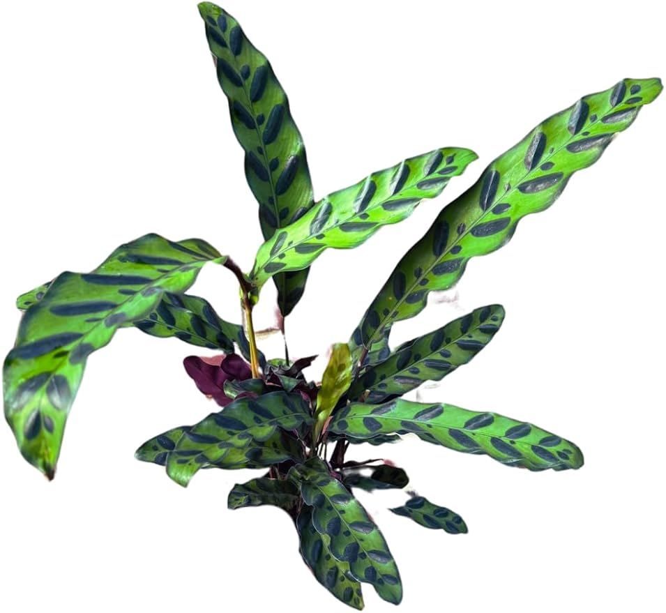 PLANTVERS Live Calathea Plant – Easy Care & Low Maintenance Tropical Houseplant – Air Purifying Indoor Plant for Low Light & Home Décor (Calathea Lancifolia 4" Grow Pot, 4" Grow Pot)