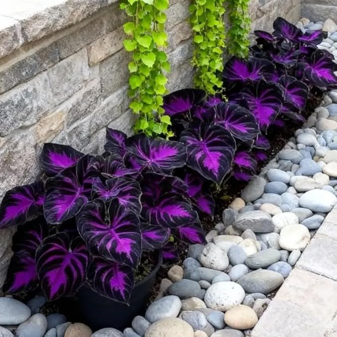 308 Hosta Seeds for Planting – Rare Perennial Shade Plants, Lush Heart-Shaped Foliage, Long-Lasting Ornamental for Borders, Pathways & Outdoor Garden Landscapes