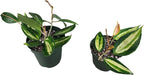 Hoya Pot of Gold - Inner Variegated Hoya Latifolia FKA Macrophylla Inner Variegated - Available in 3.5", 4.5" Pot & 6" Pot - Hoya Plants Live Houseplants (1 Small Plant, 3.5" Pot)