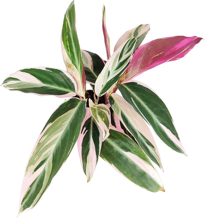 Stromanthe sanguinea Triostar (4 inch) - Pet-Friendly Houseplants - Attractive Indoor Plants, Easy to Grow, Pet Safe Plants for Cats & Dogs, Ideal for Home Decor, Office & Gift