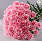 KaBloom - 12 Pink Carnation Without Vase - Fresh Flowers for Birthday, Valentine's & Mother's Day