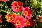 Purslane Large Flower Seed Mix Portulaca Grandiflora Rose Moss Succulent Seeds for Planting 1000+ Seeds