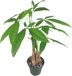 Chinese Money Tree Live Plant - Pachira Aquatica - Braided Chinese Money Plant Live - 12 to 16 inches Tall Live Bonsai Tree - Air Purifying Plant - California Seller