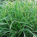 RedCrocus Ice Dance' Sedge Grass, Carex morrowii 'Ice Dance', Variegated Ground Cover, Shade Plant, Container Friendly, Deer Resistant, Pet Safe, Evergreen 1 Gallon (Pack of 2)