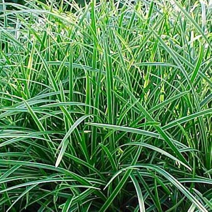 RedCrocus Ice Dance' Sedge Grass, Carex morrowii 'Ice Dance', Variegated Ground Cover, Shade Plant, Container Friendly, Deer Resistant, Pet Safe, Evergreen 1 Gallon (Pack of 2)