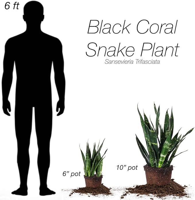 Perfect Plants Black Coral Snake Plant | Easy Care | Thrives in Low to Bright Light, Air Purifying 6in. Grower's Pot