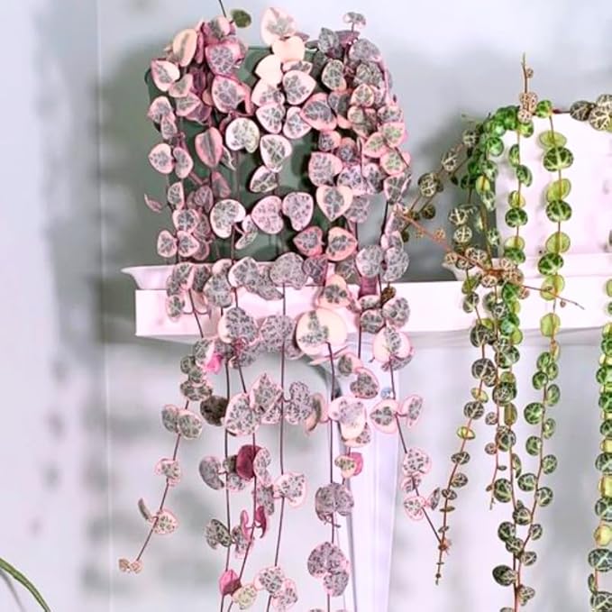 Ceropegia Woodii Variegated String of Hearts Plant Live, Trailing Succulent Vine, Rare Live Indoor Plant in Pot