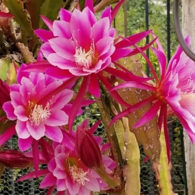 Purple Epiphyllum Orchid Cactus Cutting, 8 Inc to 10 Inc Tall, Succullent Plant Live, No Root