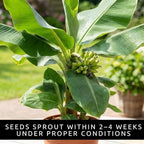 Dwarf Banana Seeds for Planting – Great for Bonsai - Non-GMO Banana Tree Seeds – Tropical Fruit Seeds for Indoor & Outdoor Growing – Grow Your Own Banana Plant (30 Seeds)