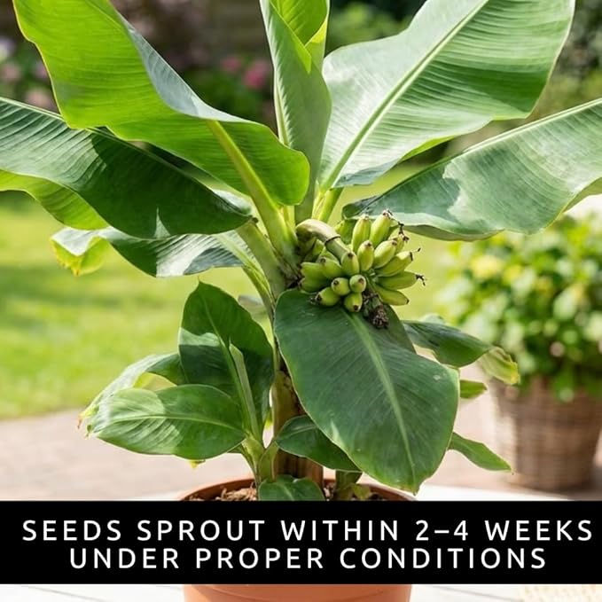 Dwarf Banana Seeds for Planting – Great for Bonsai - Non-GMO Banana Tree Seeds – Tropical Fruit Seeds for Indoor & Outdoor Growing – Grow Your Own Banana Plant (60 Seeds)