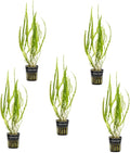 SubstrateSource Cryptocoryne Live Aquarium Plants - Freshwater Plant for Aquariums, Planted Fish Tanks - Beginner Friendly (Balansae, 5 Pots (20-25 Plants))