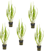 SubstrateSource Cryptocoryne Live Aquarium Plants - Freshwater Plant for Aquariums, Planted Fish Tanks - Beginner Friendly (Balansae, 5 Pots (20-25 Plants))