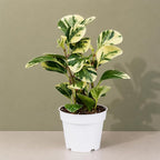 Peperomia Marble Live Plant, Indoor House Plant, Colorful Peperomia Plant, Live Plants Indoor, Plants Live Houseplants for Indoor Garden