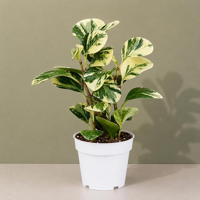 Peperomia Marble Live Plant, Indoor House Plant, Colorful Peperomia Plant, Live Plants Indoor, Plants Live Houseplants for Indoor Garden