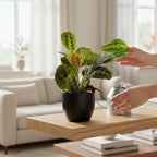 Live Plant, Red Maranta Prayer Plant, Pet Friendly, Air Purifying Plant, Easy Care, Easy to Grow Live Indoor Plant, Houseplant, Rare Indoor Plant, Home Décor 4.7 inch Pot (Black)