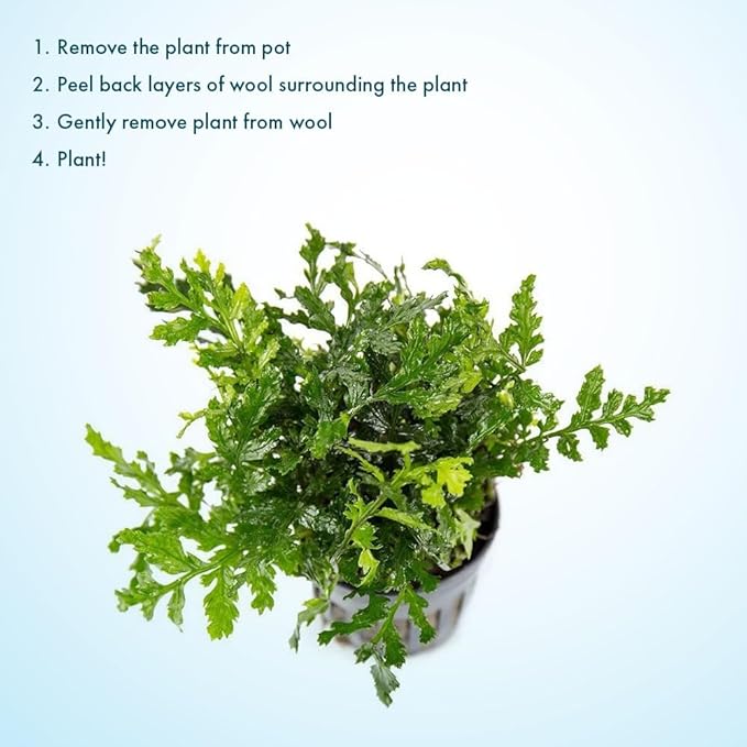 SubstrateSource Mini Bolbitis Baby Leaf - Live Aquarium Plant for Fish Tank Decorations (1 Pot)