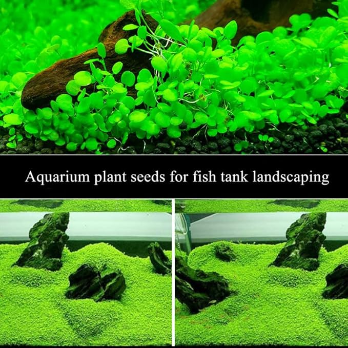 2 Pack Aquarium Plants S.e.e.ds for Fish Tank - Mini Leaf, Aquarium Foreground Decor, Easy-to-Grow Real Carpet Plants for Fish Tanks
