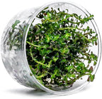 Ultum Nature Systems Live Tissue Culture - Rotala 'Colorata' - Moderate - High Light - Reddish-Pink Accent - Midground to Background - 100% Snail Free Grown in-Vitro - Regular Cup