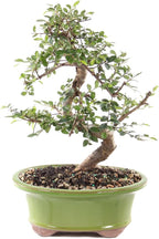 Brussel's Bonsai Live Chinese Elm Bonsai Tree, Outdoor - Medium, 7 Years Old, 8 to 10 inches Tall - Includes Decorative Ceramic Bonsai Pot