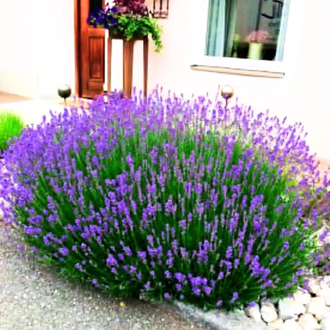 4 Lavender Plants Live Starter Plants 4-6" in Tall, Hardy Perennial Lavender for Garden and Landscape with Fragrant Purple Blooms, No Pot (Blue-Purple)