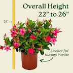 Dipladenia Bush Flower Plant - Pink Flowers Live Plant - Overall Height 22" to 26" - Tropical Plants of Florida (Plant Only)