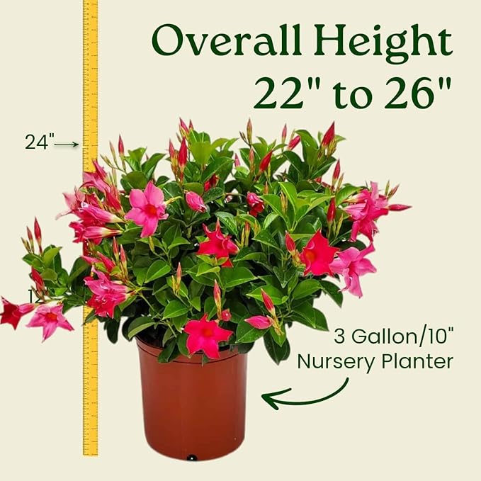 Dipladenia Bush Flower Plant - Pink Flowers Live Plant - Overall Height 22" to 26" - Tropical Plants of Florida (Plant Only)