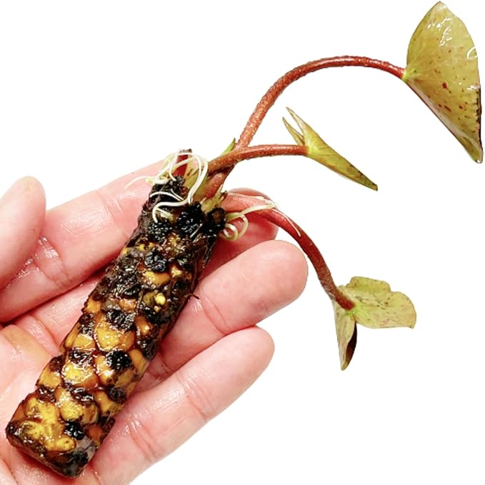 Mainam Red Nymphaea Wanvisa Live Aquarium Plant Hardy Water Lilies Tuber for Freshwater Fish Pond Balcony