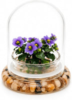 Persian Violet Terrarium, Elegant Live Flowering Plant Gift, Continuous Blooming, Self-Growing, No-Watering, Zero-Maintenance Indoor Glass Décor