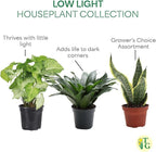 Thorsen's Greenhouse Live Low Light Houseplants (3 Pack), Easy to Grow Indoor Plants, Grower's Choice Bundle, 4-inch Diameter Established Plants, Nursery Pot (3-Pack)
