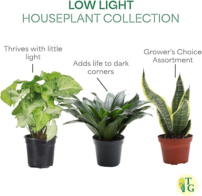 Thorsen's Greenhouse Live Low Light Houseplants (3 Pack), Easy to Grow Indoor Plants, Grower's Choice Bundle, 4-inch Diameter Established Plants, Nursery Pot (3-Pack)