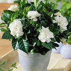 Gardenia Jasmine Plants Live, Set 3 of Frostproof Cape Jasmine Live Plants, 5 Inches to 7 Inches Long, Plant for Indoors Or Outdoor Gardening