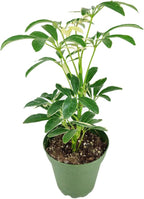 Schefflera Arboricola Variegated (4'' + Grower Pot) - Low Light and Healthy Houseplant - Easy to Care Indoor Houseplant - Fully Rooted in 2/4/4.5/5/6 inch Sizes