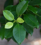 American Plant Exchange Ficus Ginseng Microcarpa – 6-Inch with Pot – Live Easy Care Bonsai Tree, Air Purifying Indoor Plant for Home, Office, or Zen Décor