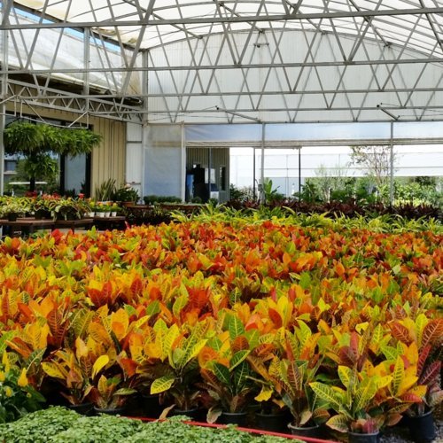 Nelson Plant Food - NutriStar Hibiscus Fertilizer - Outdoor and Indoor Plant Food - Tropical Hibiscus Fertilizer For All Flowering Tropical Plants