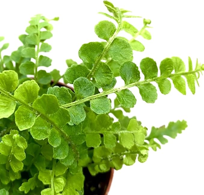 Fern Lemon Button Live Plant – Nephrolepis Cordifolia ‘Duffii’ – Pet Friendly Houseplant – Airy Compact Desk Plant (Nursery Pot, 6" Pot)