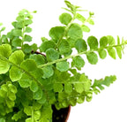 Fern Lemon Button Live Plant – Nephrolepis Cordifolia ‘Duffii’ – Pet Friendly Houseplant – Airy Compact Desk Plant (Nursery Pot, 3" Pot)