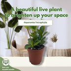 BubbleBlooms Peperomia Hope in a 2 inch Pot Trailing Jade peperomia rotundifolia Tiny Mini Pixie Plant