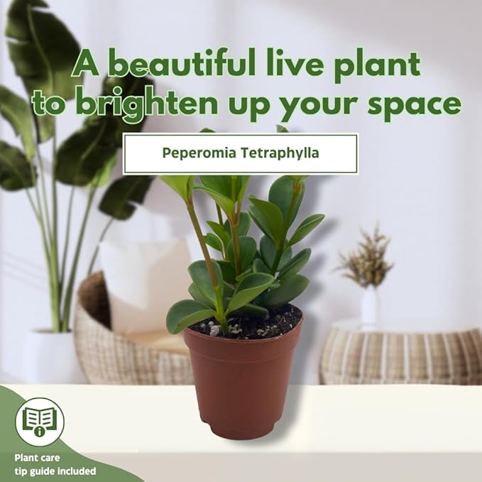 BubbleBlooms Peperomia Hope in a 2 inch Pot Trailing Jade peperomia rotundifolia Tiny Mini Pixie Plant