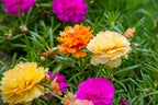 Purslane Double Flower Mix Terry Portulaca Grandiflora Seed Mix 500+ Seeds for Growing Flower Garden