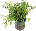 SubstrateSource Mini Bolbitis Baby Leaf - Live Aquarium Plant for Fish Tank Decorations (1 Pot)