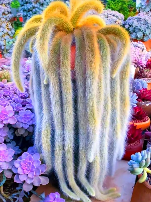 Monkey Tail Cactus Live Plants for Planting, Live Monkey Tail Cactus Houseplant Succulents 6-8" for Indoor Outdoor Planting