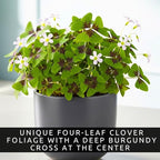 Iron Cross Shamrock Bulbs - 10 Bulbs to Plant - St. Patrick's Gift - Iron Cross Shamrocks - Fast Growing Year Round Color Indoors or Outdoors - Oxalis Shamrock Bulbs - Unique Four-Leaf Foliage