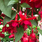 2 Fuchsia Plants, Live Fragrant Fuchsia Flower Bush Shrub, 3-6 Inches Tall (Red)
