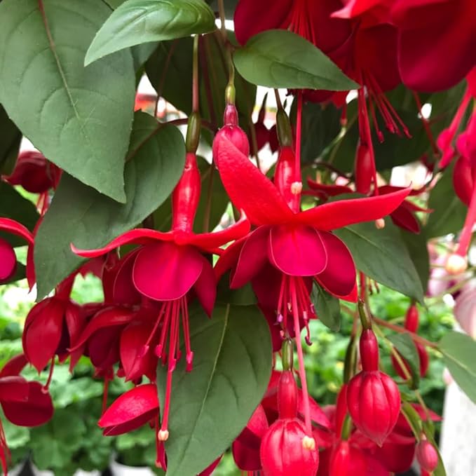 2 Fuchsia Plants, Live Fragrant Fuchsia Flower Bush Shrub, 3-6 Inches Tall (Red)