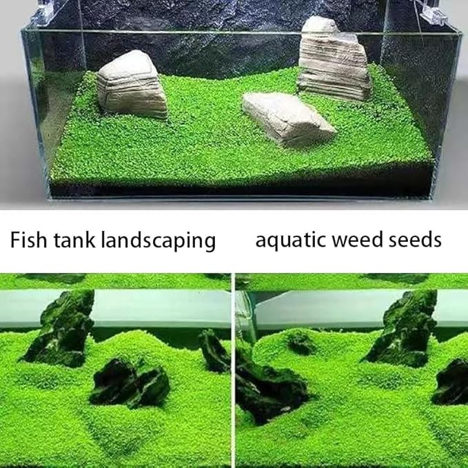 4 Aquarium Plants S.e.e.d Set, not Artifical, Fish Tank Decor Replacement for Resin or Plastic Grass
